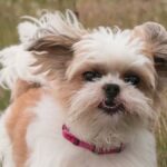How to Care for Your Shihuanuo: Tips and Best Practices